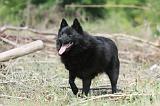 SCHIPPERKE 571